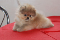 ����� ������������ ����� �� Bugsy, photo puppies pomeranian