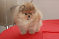 ����� ������������ ����� �� Bugsy, photo puppies pomeranian