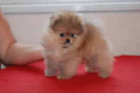 ����� ������������ ����� �� Bugsy, photo puppies pomeranian