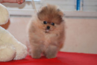 ����� ������������ ����� �� Bugsy, photo puppies pomeranian