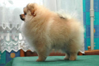 ����� ������������ ����� �� Bugsy, photo puppies pomeranian