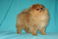 ����� ������������ ����� �� Bugsy, photo puppies pomeranian