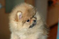 ����� ������������ ����� �� Bugsy, photo puppies pomeranian
