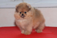 ����� ������������ ����� �� Bugsy, photo puppies pomeranian
