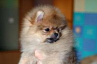 ����� ������������ ����� �� Bugsy, photo puppies pomeranian