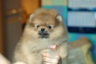 ����� ������������ ����� �� Bugsy, photo puppies pomeranian