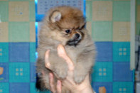 ����� ������������ ����� �� Bugsy, photo puppies pomeranian