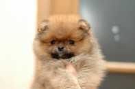 ����� ������������ ����� �� Bugsy, photo puppies pomeranian