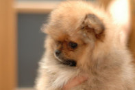 ����� ������������ ����� �� Bugsy, photo puppies pomeranian