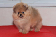 ����� ������������ ����� �� Bugsy, photo puppies pomeranian