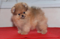 ����� ������������ ����� �� Bugsy, photo puppies pomeranian