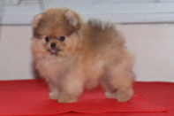 ����� ������������ ����� �� Bugsy, photo puppies pomeranian