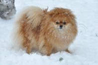 ����� ������������ ����� �� Bugsy, photo puppies pomeranian