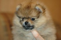 ����� ������������ ����� �� Bugsy, photo puppies pomeranian