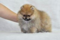 ����������� ����, ����� �� Richard, Pomeranian
