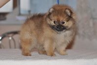 ����������� ����, ����� �� Richard, Pomeranian
