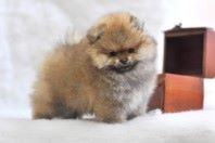 ����������� ����, ����� �� Richard, Pomeranian