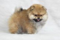 ����������� ����, ����� �� Richard, Pomeranian