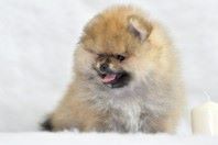����������� ����, ����� �� Richard, Pomeranian