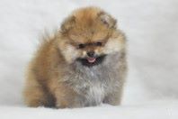����������� ����, ����� �� Richard, Pomeranian
