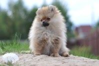 ����������� ����, ����� �� Richard, Pomeranian