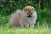 ����������� ����, ����� �� Richard, Pomeranian