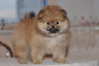 ����������� ����, ����� �� Richard, Pomeranian