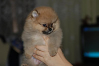 ����������� ����, ����� �� Richard, Pomeranian