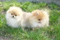 ����� ������������ ����� �� Bugsy, photo puppies pomeranian