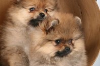 ����� ������������ ����� �� Bugsy, photo puppies pomeranian