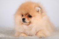 ����� ������������ ����� �� Bugsy, photo puppies pomeranian