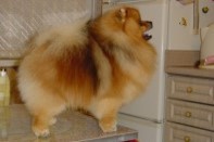 ����� ������������ ����� �� Bugsy, photo puppies pomeranian