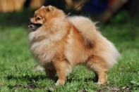 ����� ������������ ����� �� Bugsy, photo puppies pomeranian