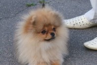 ����� ������������ ����� �� Bugsy, photo puppies pomeranian