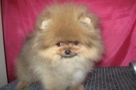 ����� ������������ ����� �� Bugsy, photo puppies pomeranian