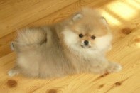 ����� ������������ ����� �� Bugsy, photo puppies pomeranian