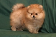 ����� ������������ ����� �� Bugsy, photo puppies pomeranian