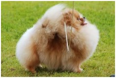 Starfire's Poison Pomeranian