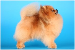 ����������� ���� Starfires Napoleon