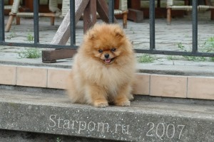 Померанский шпиц Aljens Lil Gangsta Of Lenette (Bugsy) 6