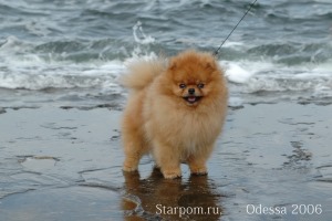 Померанский шпиц Aljens Lil Gangsta Of Lenette (Bugsy) 1