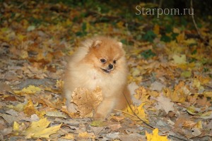 Померанский шпиц Aljens Lil Gangsta Of Lenette (Bugsy) 8