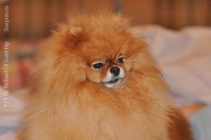 Померанский шпиц PJ'S Sir Richard Of Goldchip 1