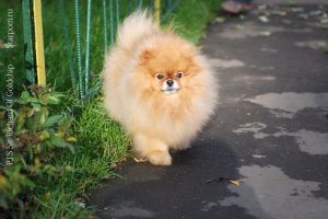Померанский шпиц PJ'S Sir Richard Of Goldchip 4