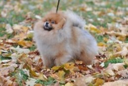 Pomeranian Ch Mythical Reach'N For The Stars Cosmo
