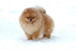 ����������� ����, Aljens Lil Gangsta Of Lenette (Bugsy), Pomeranian