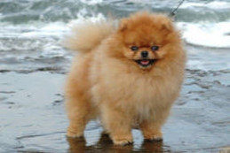 ����������� ����, Aljens Lil Gangsta Of Lenette (Bugsy), Pomeranian