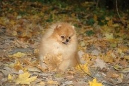 ����� ������������ ����� �� Bugsy, photo puppies pomeranian