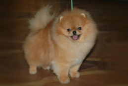 ����������� ����, Aljens Lil Gangsta Of Lenette (Bugsy), Pomeranian