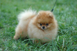 ����������� ����, Aljens Lil Gangsta Of Lenette (Bugsy), Pomeranian